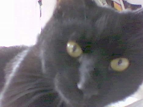 Huskat Kazpar billede 5