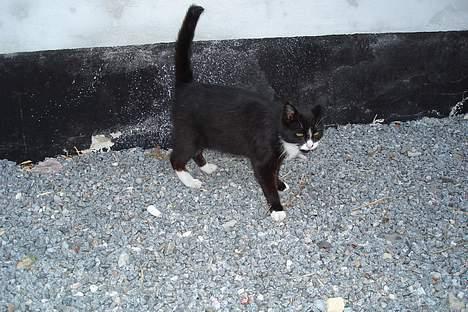 Huskat Sorte Mis - død :'( - Min missemor <´3 billede 7