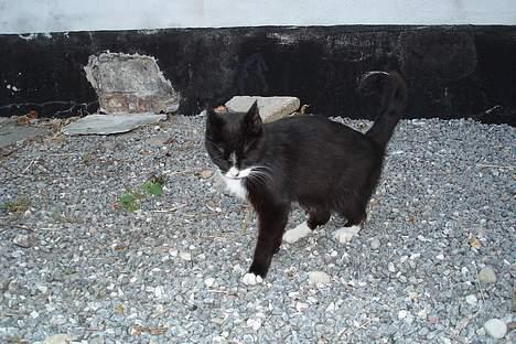 Huskat Sorte Mis - død :'( - Se mig Signe, er jeg ikke fin ? billede 8