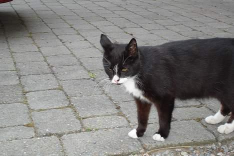 Huskat Sorte Mis - død :'( - Jeg er lidt træt nu.. billede 9