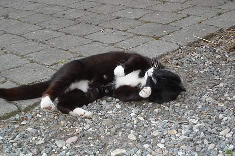 Huskat Sorte Mis - død :'( - Ihh , Signe jeg skal kløes! billede 10