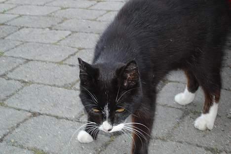 Huskat Sorte Mis - død :'( - ! Var det en mus der kom der ??? billede 11