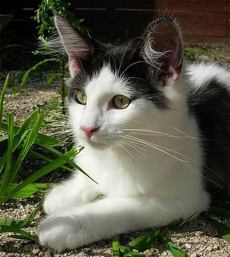 Norsk Skovkat Désirée Fontain - Den 2. september 2006. - Endnu engang ligger hun ude i haven og nyder solen, mens hun gnaver lidt i de få græsstrå der er lige nu.. :) billede 16