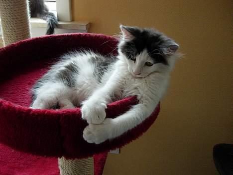 Norsk Skovkat Désirée Fontain - Den 21. juli 2006. Ved ikke lige hvad det er hun er ved at fange :) billede 17