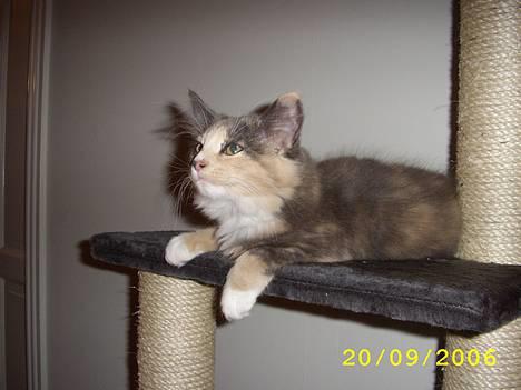 Norsk Skovkat Mischa - Hvor er det godt det nye kradsetræ.. billede 2