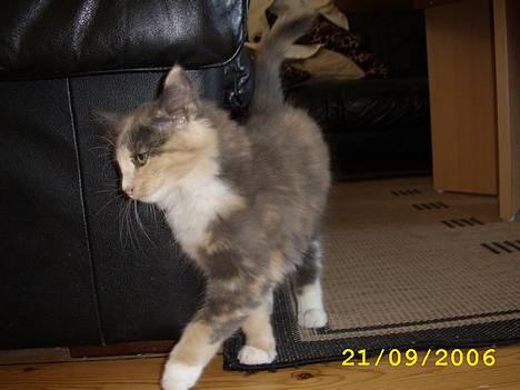 Norsk Skovkat Mischa - Er det her catwalk? ;) billede 3