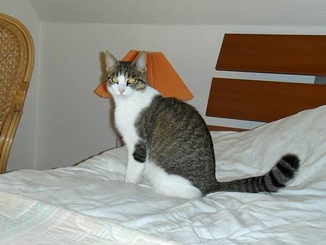Huskat Nuggi - Her sidder jeg med min gravide tykke mave... billede 4