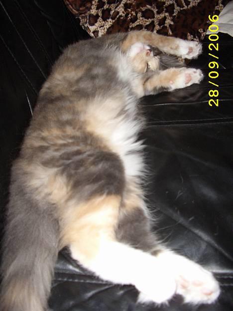 Norsk Skovkat Mischa - Ahh hvor jeg sover godt her i sofaen.. billede 4