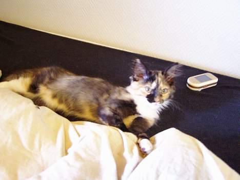 Norsk Skovkat Chanel - Nelle som killing billede 4