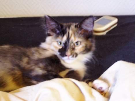 Norsk Skovkat Chanel - Nelle som killing billede 5