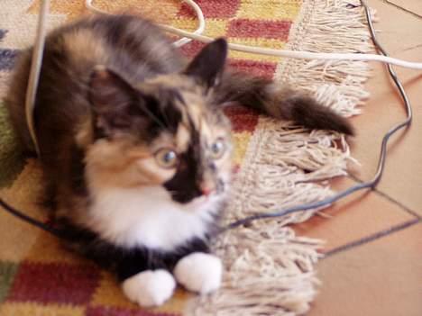 Norsk Skovkat Chanel - Nelle som killing billede 6