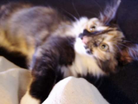 Norsk Skovkat Chanel - Nelle som killing billede 7