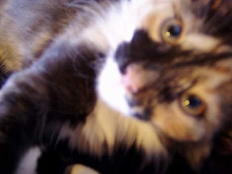 Norsk Skovkat Chanel - Nelle som killing billede 8