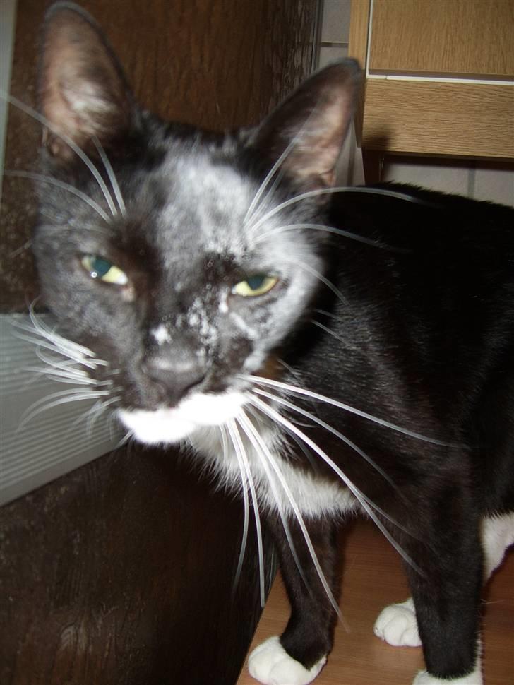 Huskat Buster - Buster har vist haft næsen for langt fremme i godteposen når mor er igang med at bage.. billede 12