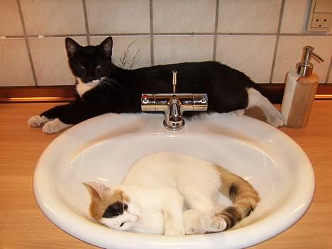 Huskat Buster -  Vores yndlingssted - håndvasken på badeværelset... billede 13