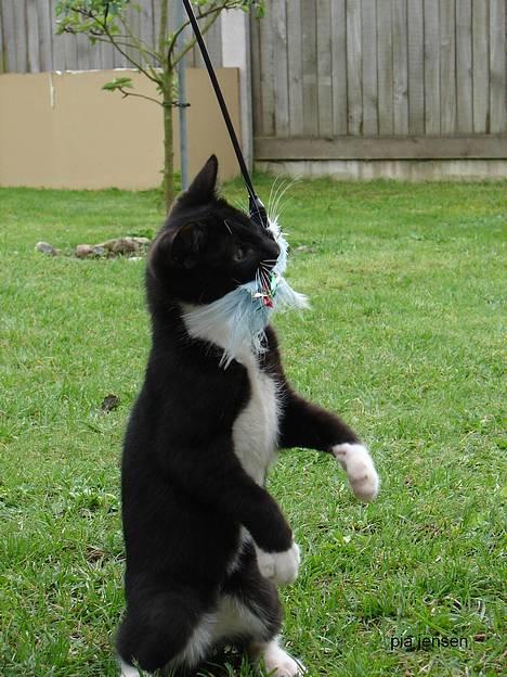 Huskat Buster -  Du kan tro at jeg er god til at fange det dumme legetøj mor vifter med om ørene på mig (miss Piiiip har taget billedet) billede 14