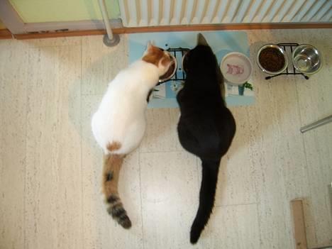 Huskat Buster -  Er vi ikke fine når vi spiser side om side... billede 15