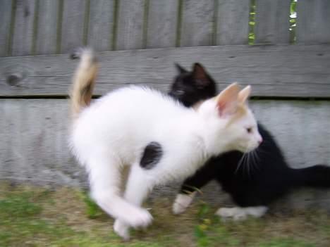 Huskat Jasmin - Du kan tro at jeg kan løbe stærkt når det gælder... billede 13