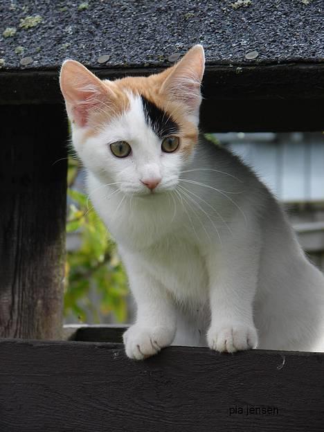 Huskat Jasmin -  Juhuu, er der ikke nogle fugle der vil lege ??? (Miss Piiiip har taget billedet) billede 14