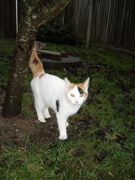 Huskat Jasmin -  Mørket er faldet på, men vi hygger os alligevel.. billede 15