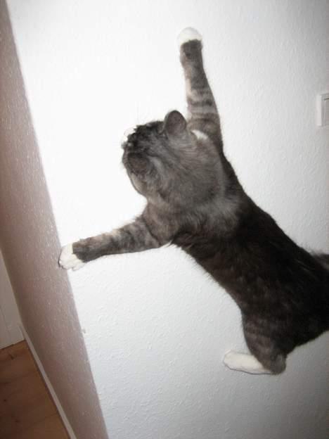 Maine Coon Mizar - Satans, jeg må da snart få fanget den flue! billede 15