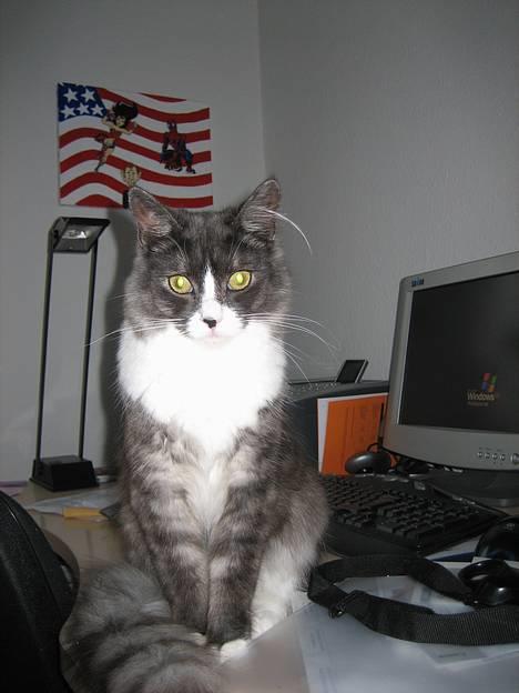 Maine Coon Mizar - Mizar-mus billede 16