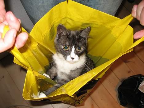 Maine Coon Mizar - Jeg vil så gerne med ud at handle! billede 17