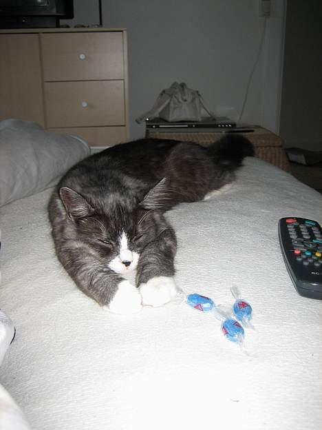 Maine Coon Mizar - Puha, hvor er jeg træt! billede 18