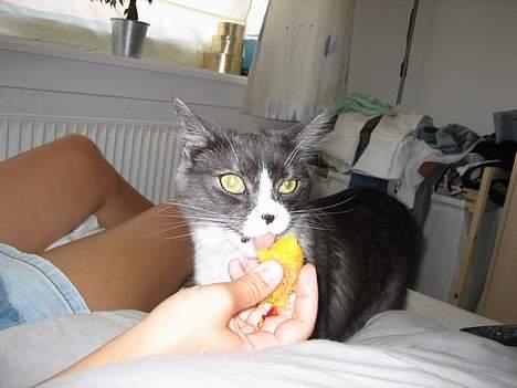 Maine Coon Mizar - Yum  yum, der findes ikke noget bedre end ferskner! billede 19