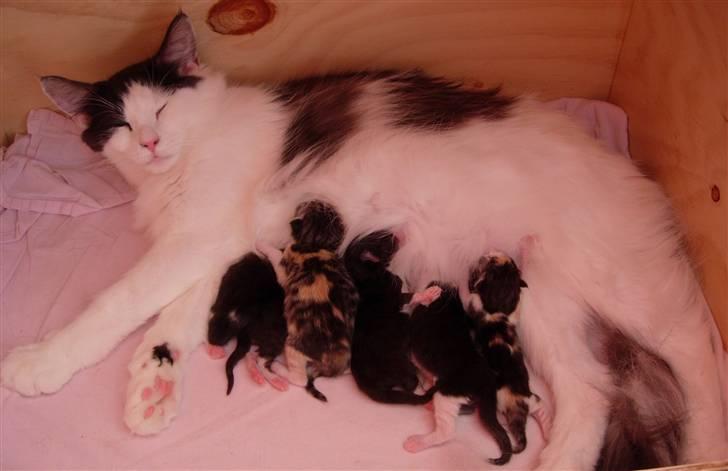 Norsk Skovkat Désirée Fontain - Den 3. august 2007. - Desse med hendes seks killinger, der er født den 1. august 2007. Fra venstre mod højre: Eddie, Conrad, Ayla, Sakarias, Figaro og Nesta billede 18