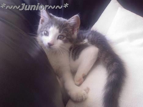 Blanding af racer Junior - Goddag allesammen:o) billede 7