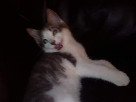 Blanding af racer Junior - Se mig... Jeg er en farlig ulv...:o) billede 8