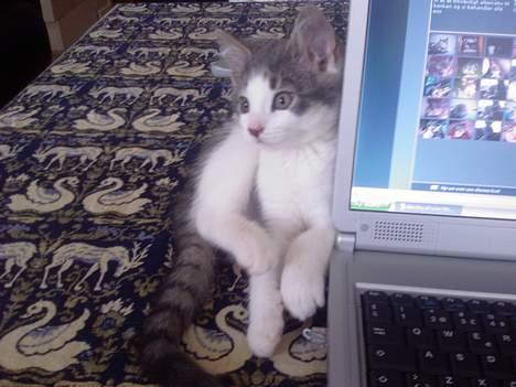 Blanding af racer Junior - Det er ligemeget hvordan man sidder, bare man sidder godt:o) billede 9