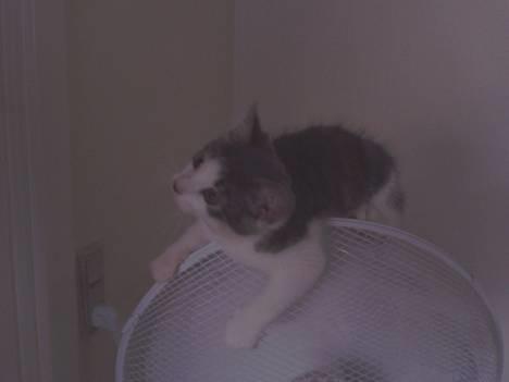 Blanding af racer Junior - Ha ha... Nu er jeg hoppet op på møllen igen:o) billede 10