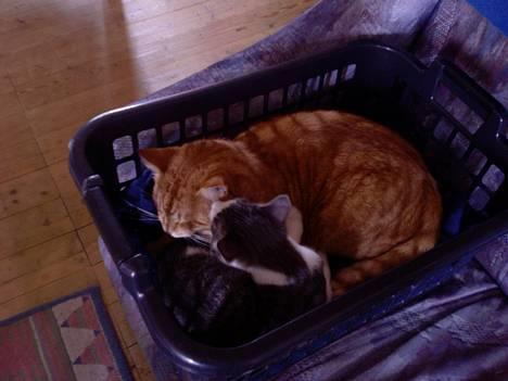 Blanding af racer Junior - Her giver jeg lige Mille et lille bad:o) billede 11