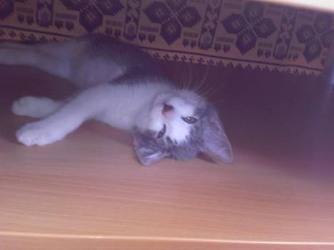 Blanding af racer Junior - Se mig.... :o) billede 12