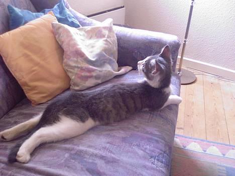 Blanding af racer Junior - Her ligger jeg jo godt:o) billede 13