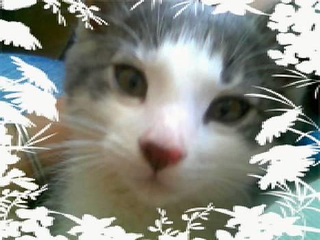 Blanding af racer Junior - Jeg har poser under øjene :o) billede 14