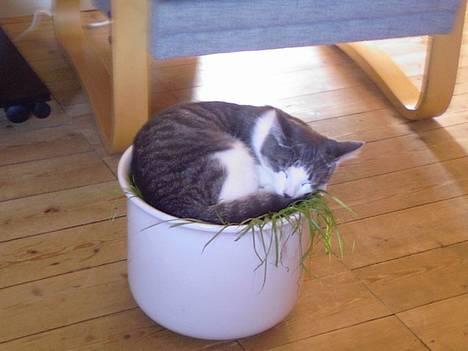 Blanding af racer Junior - Her ligger jeg i Milles kattegræs :o) billede 15