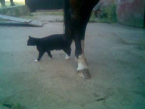 Huskat *Dronning Pepsi* (forsvundet) - tja, hun spare ikk på de 9 liv. billede 11