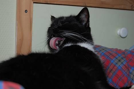 Huskat *Dronning Pepsi* (forsvundet) - *NYT* billede 12