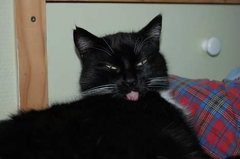 Huskat *Dronning Pepsi* (forsvundet) - *NYT* billede 13