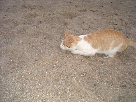 Blanding af racer Bølle - i lad vær med at kigge sådan på mig  billede 5