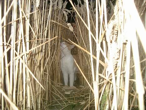 Blanding af racer Bølle billede 6