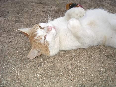 Blanding af racer Bølle billede 7