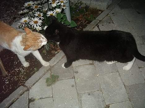 Blanding af racer Sorte - mys mys billede 17