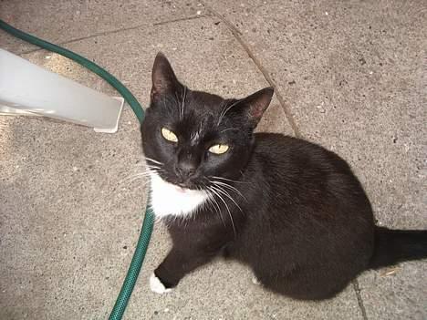 Blanding af racer Sorte billede 18