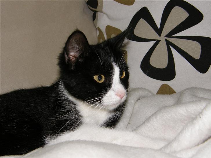 Huskat Trunte *R.I.P* billede 2