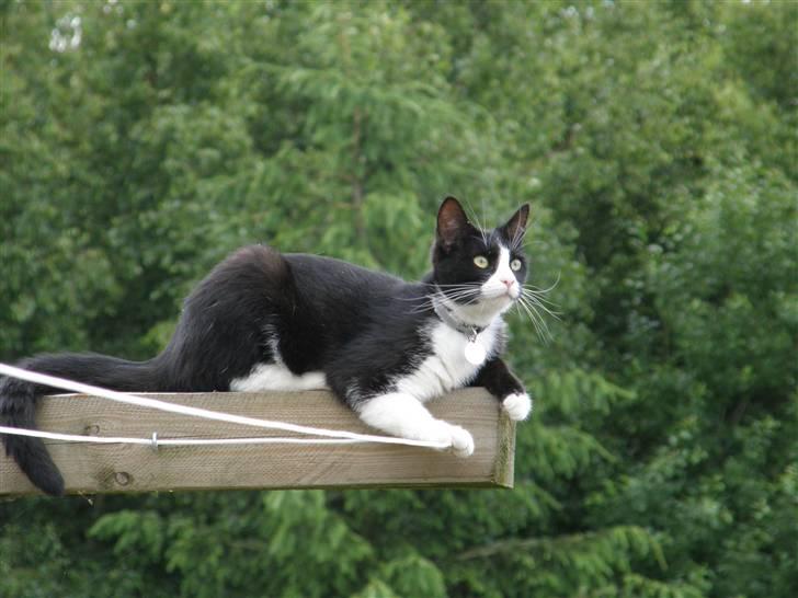 Huskat Trunte *R.I.P* - Smukke billede 3