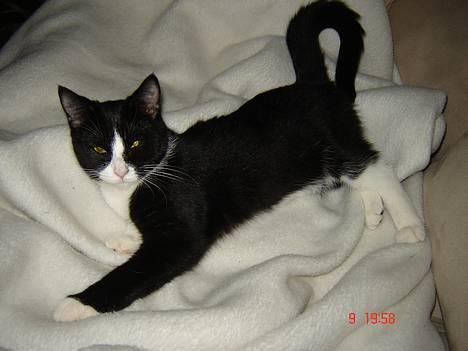 Huskat Trunte *R.I.P* billede 4